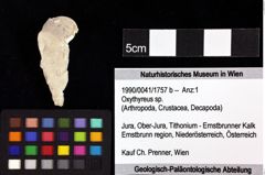 Foto (Objket + Etiketten) von Mecochirus sp. 